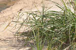 Barnyard grass